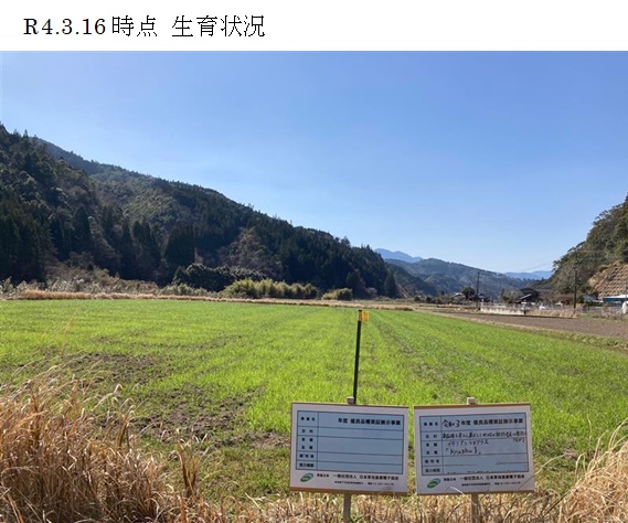 イタリアンライグラス|Kyushu 1