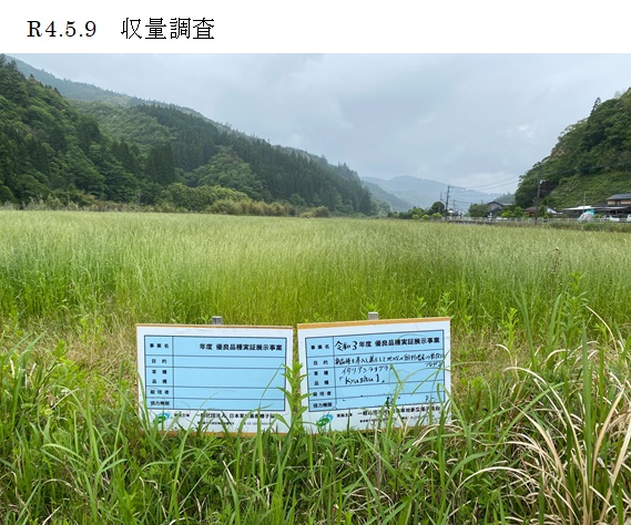 イタリアンライグラス|Kyushu 1