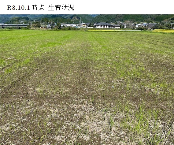 イタリアンライグラス+エンバク|Kyushu 1+たちあかね