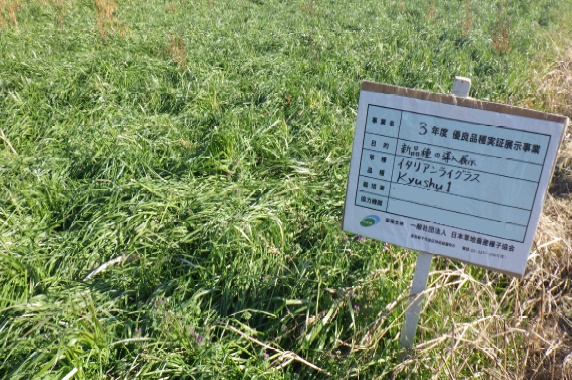 イタリアンライグラス|Kyushu 1