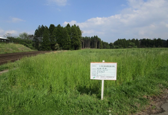 イタリアンライグラス|Kyushu 1