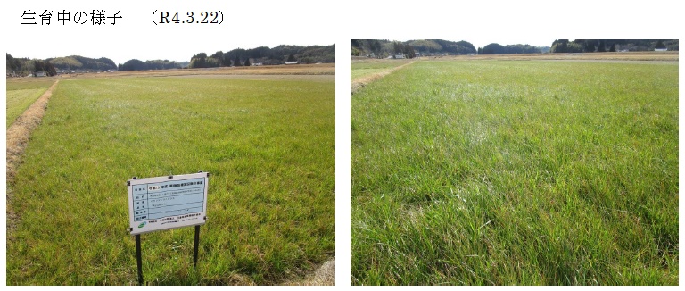 イタリアンライグラス|Kyushu 1