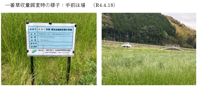 イタリアンライグラス|Kyushu 1