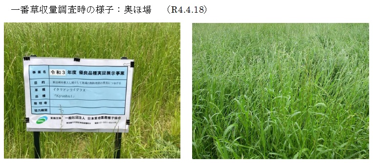 イタリアンライグラス|Kyushu 1