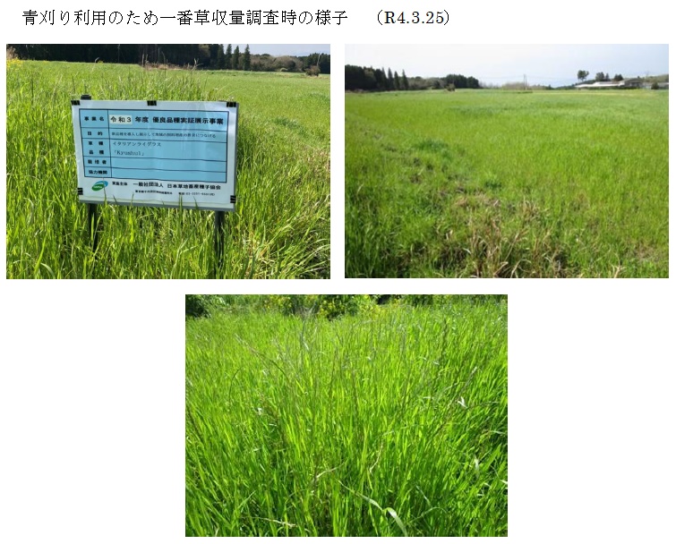 イタリアンライグラス|Kyushu 1