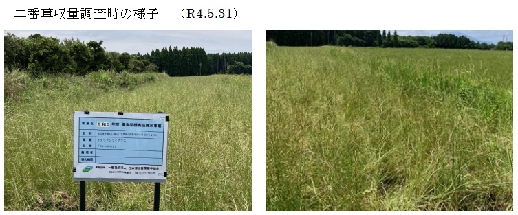 イタリアンライグラス|Kyushu 1