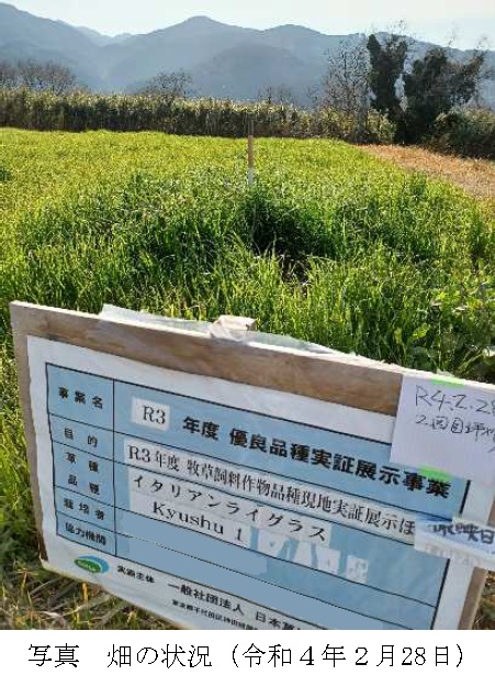 イタリアンライグラス|Kyushu 1