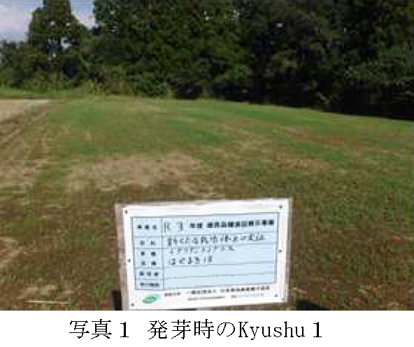 イタリアンライグラス|Kyushu 1・はやまき18