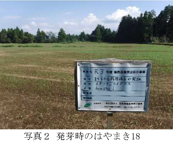 イタリアンライグラス|Kyushu 1・はやまき18