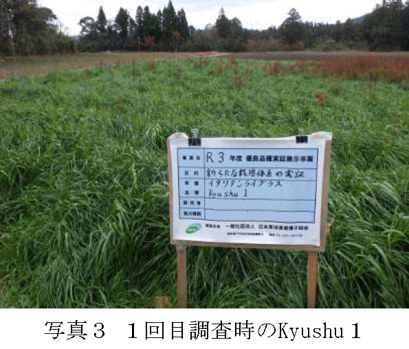 イタリアンライグラス|Kyushu 1・はやまき18