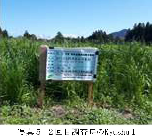 イタリアンライグラス|Kyushu 1・はやまき18