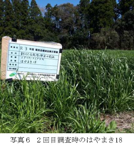 イタリアンライグラス|Kyushu 1・はやまき18