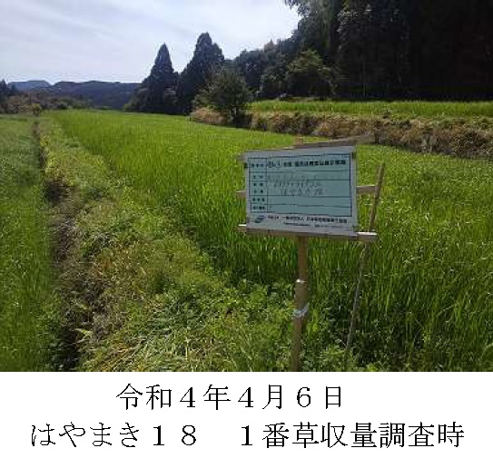 イタリアンライグラス|はやまき18