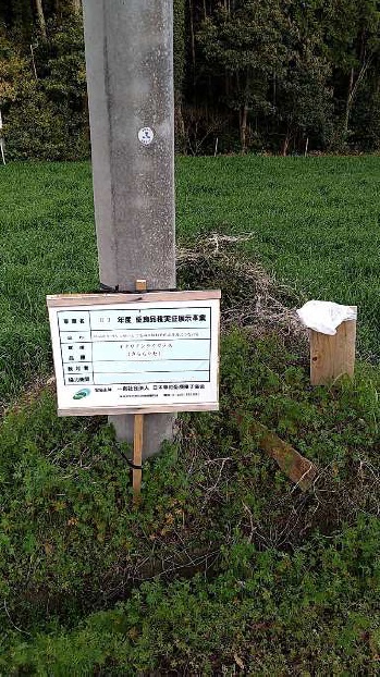 イタリアンライグラス|きららワセ