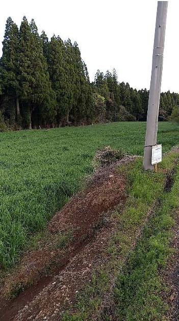 イタリアンライグラス|きららワセ