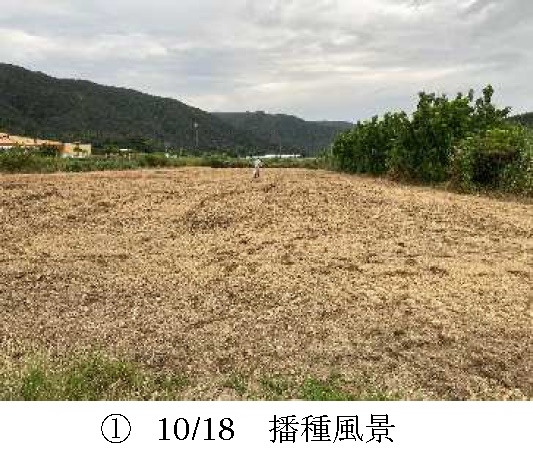 イタリアンライグラス|きららワセ