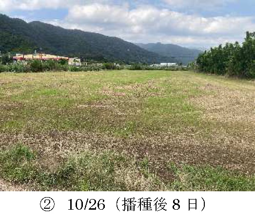 イタリアンライグラス|きららワセ