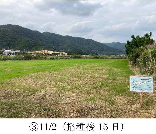 イタリアンライグラス|きららワセ