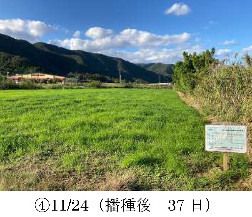 イタリアンライグラス|きららワセ