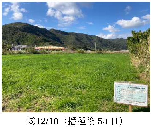 イタリアンライグラス|きららワセ