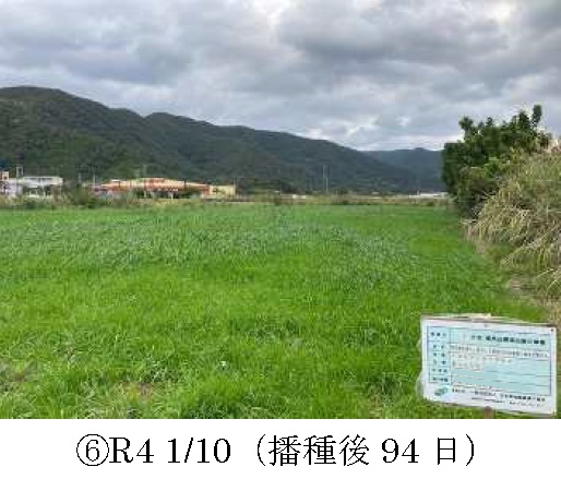 イタリアンライグラス|きららワセ