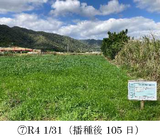 イタリアンライグラス|きららワセ