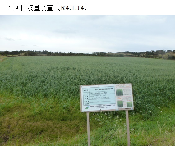 イタリアンライグラス+エンバク|Kyushu 1+たちあかね