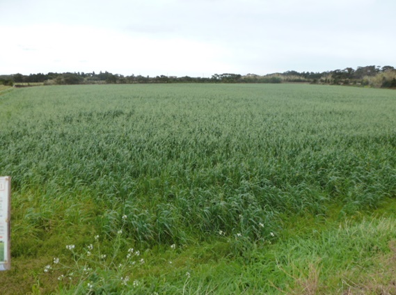 イタリアンライグラス+エンバク|Kyushu 1+たちあかね