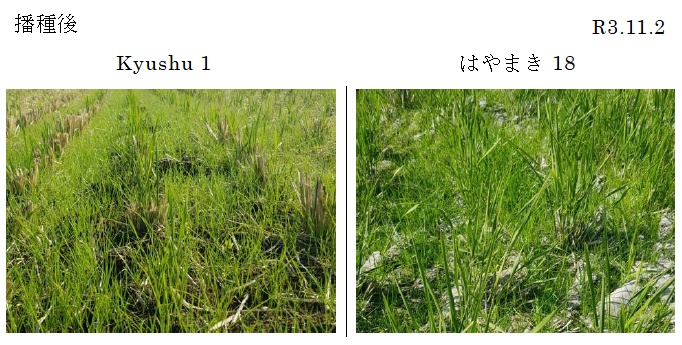 イタリアンライグラス|Kyushu 1・はやまき18