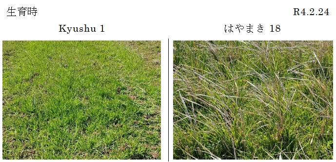 イタリアンライグラス|Kyushu 1・はやまき18