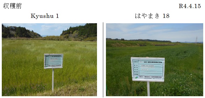 イタリアンライグラス|Kyushu 1・はやまき18