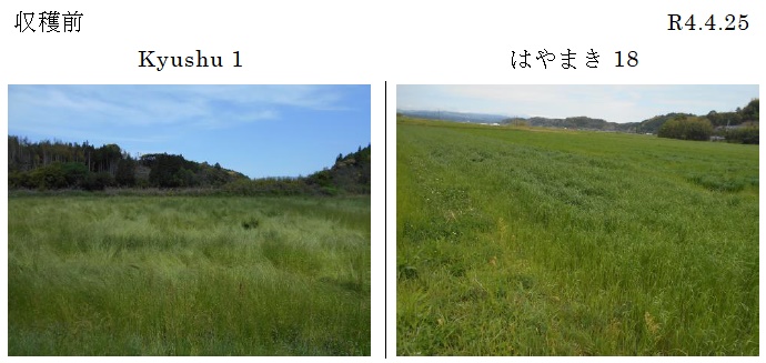 イタリアンライグラス|Kyushu 1・はやまき18