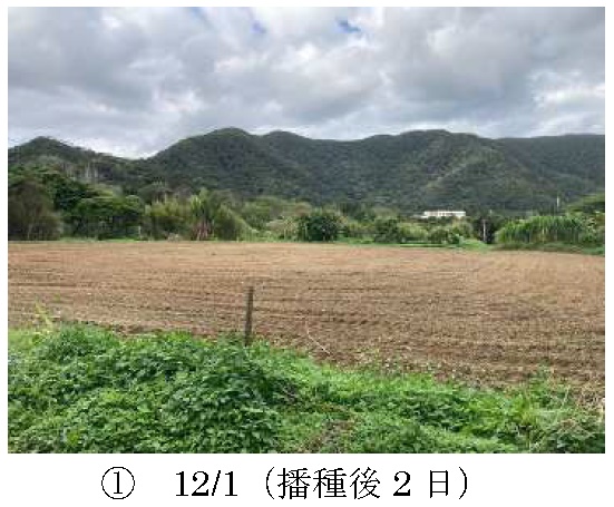 イタリアンライグラス|Kyushu 1+はやまき18