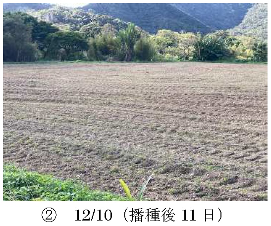 イタリアンライグラス|Kyushu 1+はやまき18