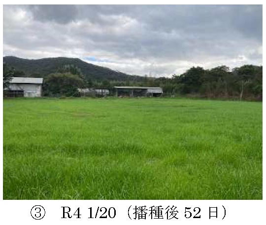 イタリアンライグラス|Kyushu 1+はやまき18