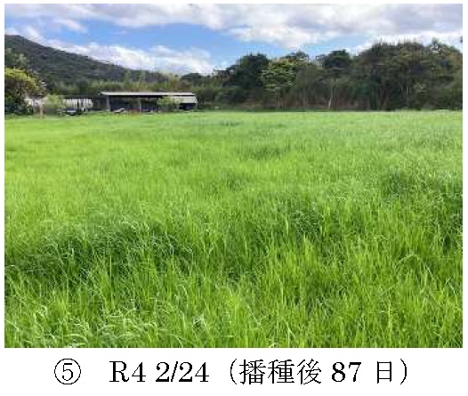 イタリアンライグラス|Kyushu 1+はやまき18