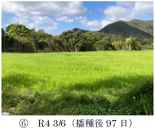 イタリアンライグラス|Kyushu 1+はやまき18