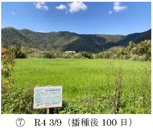 イタリアンライグラス|Kyushu 1+はやまき18