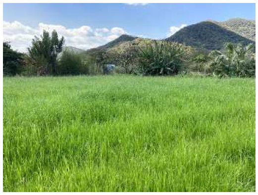 イタリアンライグラス|Kyushu 1+はやまき18