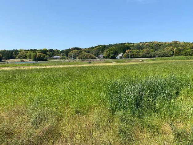 イタリアンライグラス|Kyushu 1