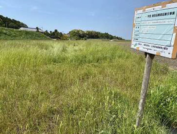 イタリアンライグラス|きららワセ