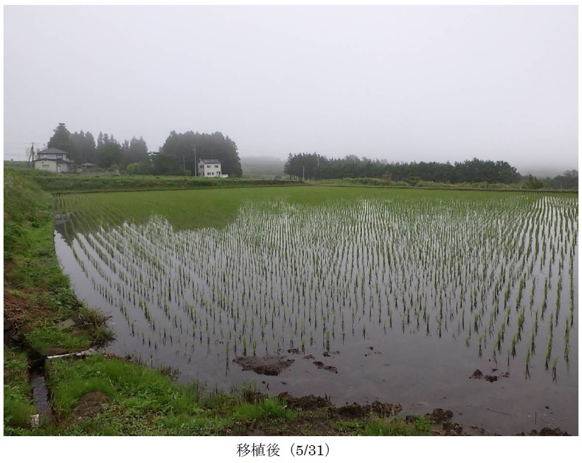 飼料用稲|つきはやか