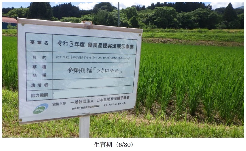 飼料用稲|つきはやか