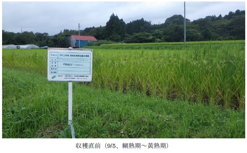 飼料用稲|つきはやか