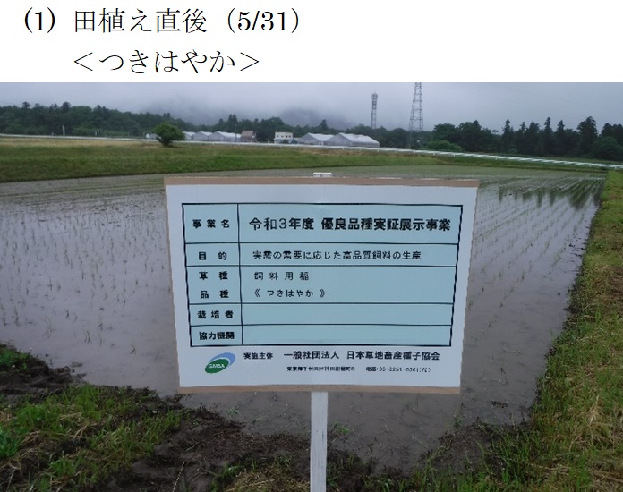 飼料用稲|つきはやか・つきあやか