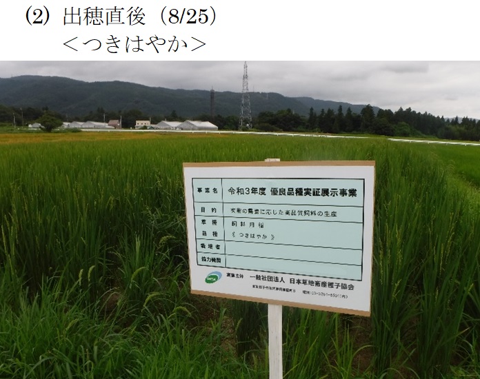 飼料用稲|つきはやか・つきあやか