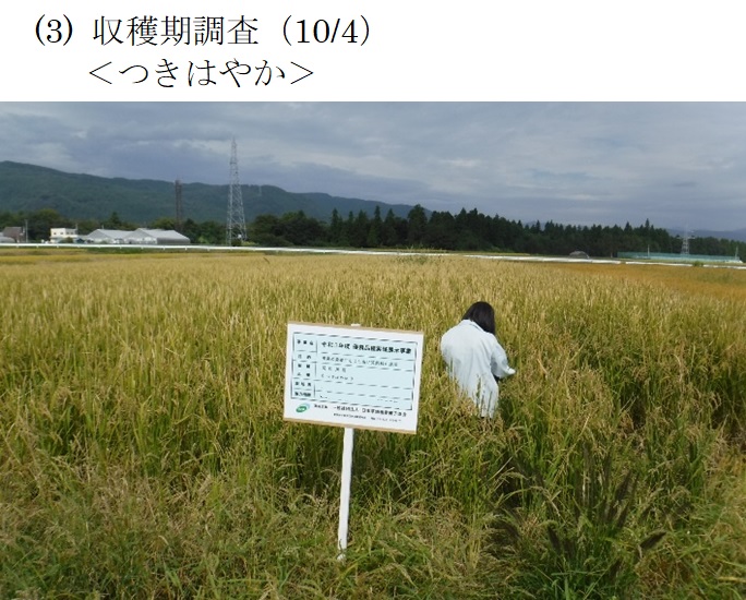 飼料用稲|つきはやか・つきあやか