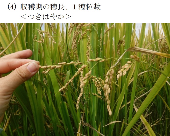 飼料用稲|つきはやか・つきあやか