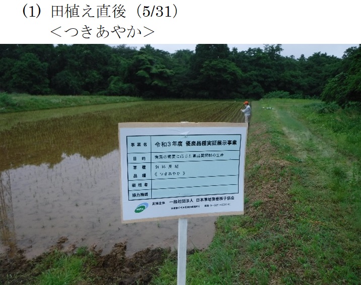 飼料用稲|つきはやか・つきあやか