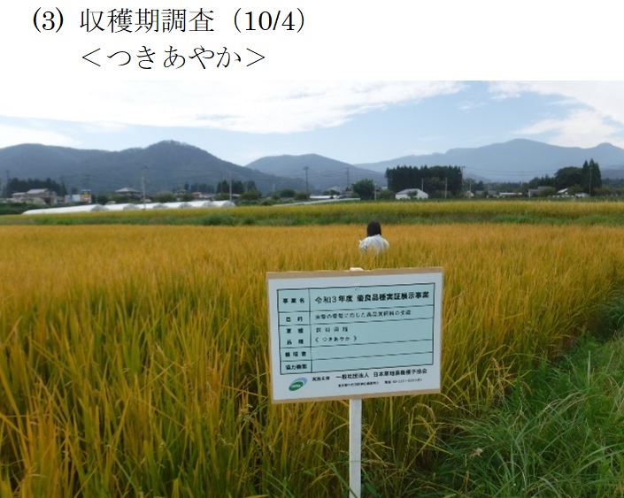 飼料用稲|つきはやか・つきあやか